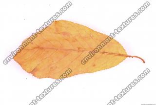 Photo Texture of Leaf 0040